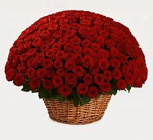 Премиум букет из: Розы в Орлове Кировская область